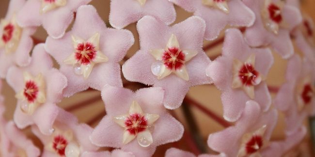 Fleur de porcelaine (Hoya) : un joyau botanique