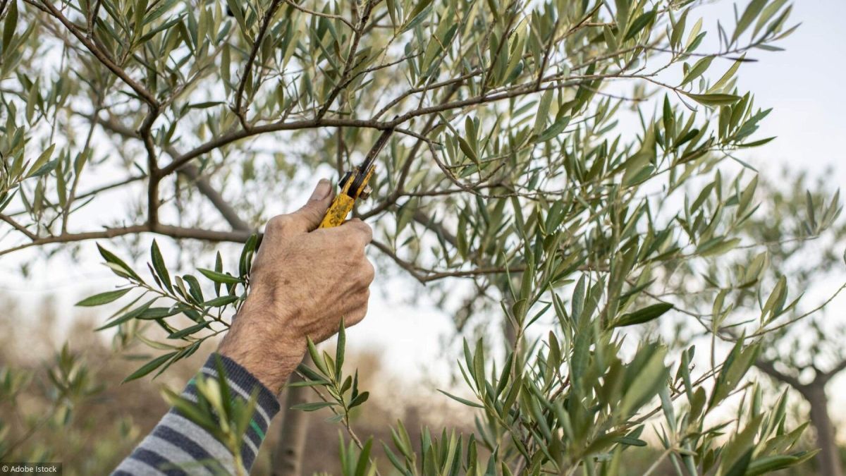 Les secrets d'un olivier épanoui au jardin