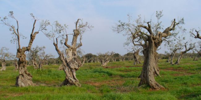 Xylella fastidiosa, la menace invisible des oliviers