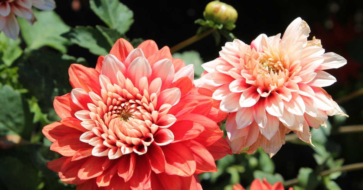 Les fleurs idéales pour égayer votre jardin au printemps