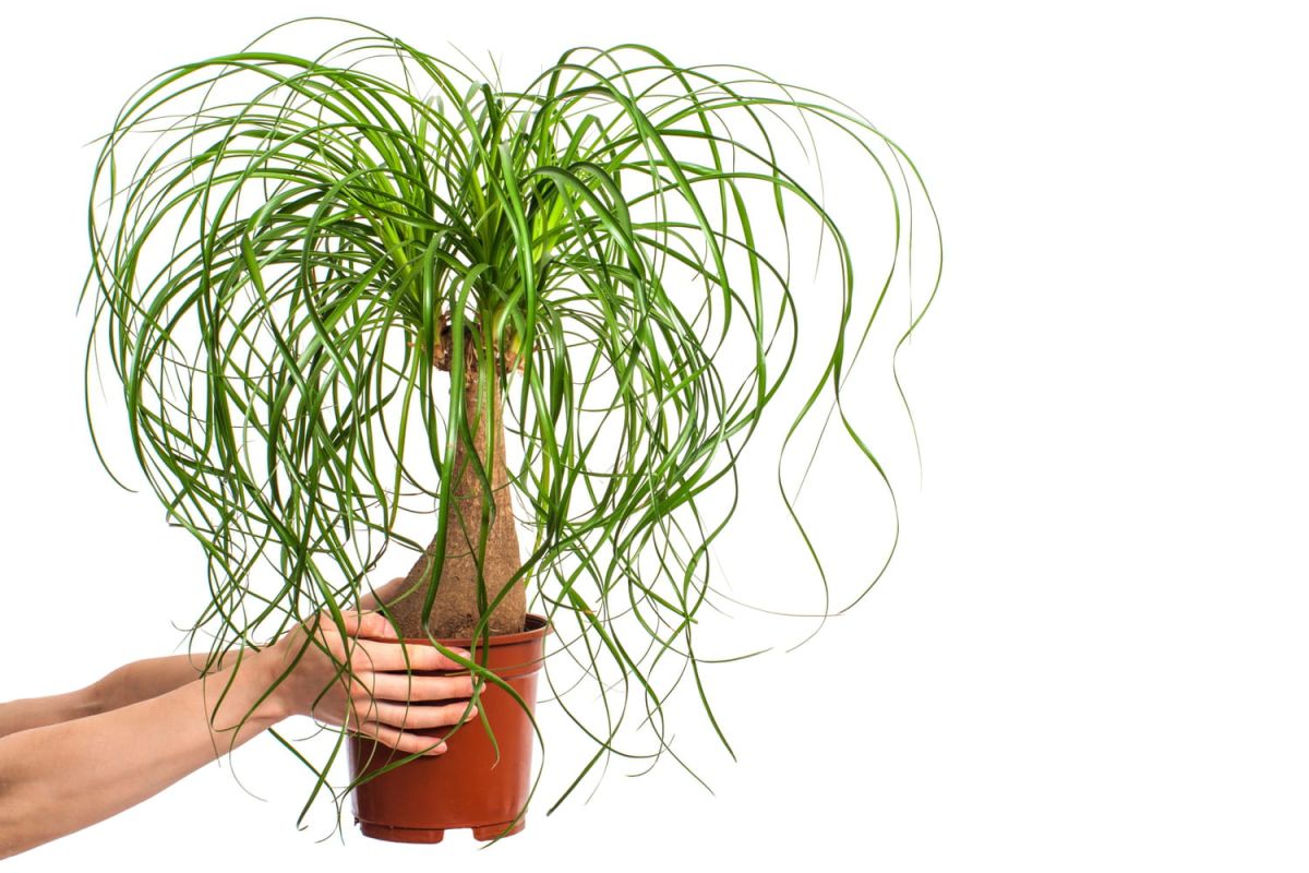 Beaucarnea (Pied d'éléphant) : entretien, arrosage et bouture