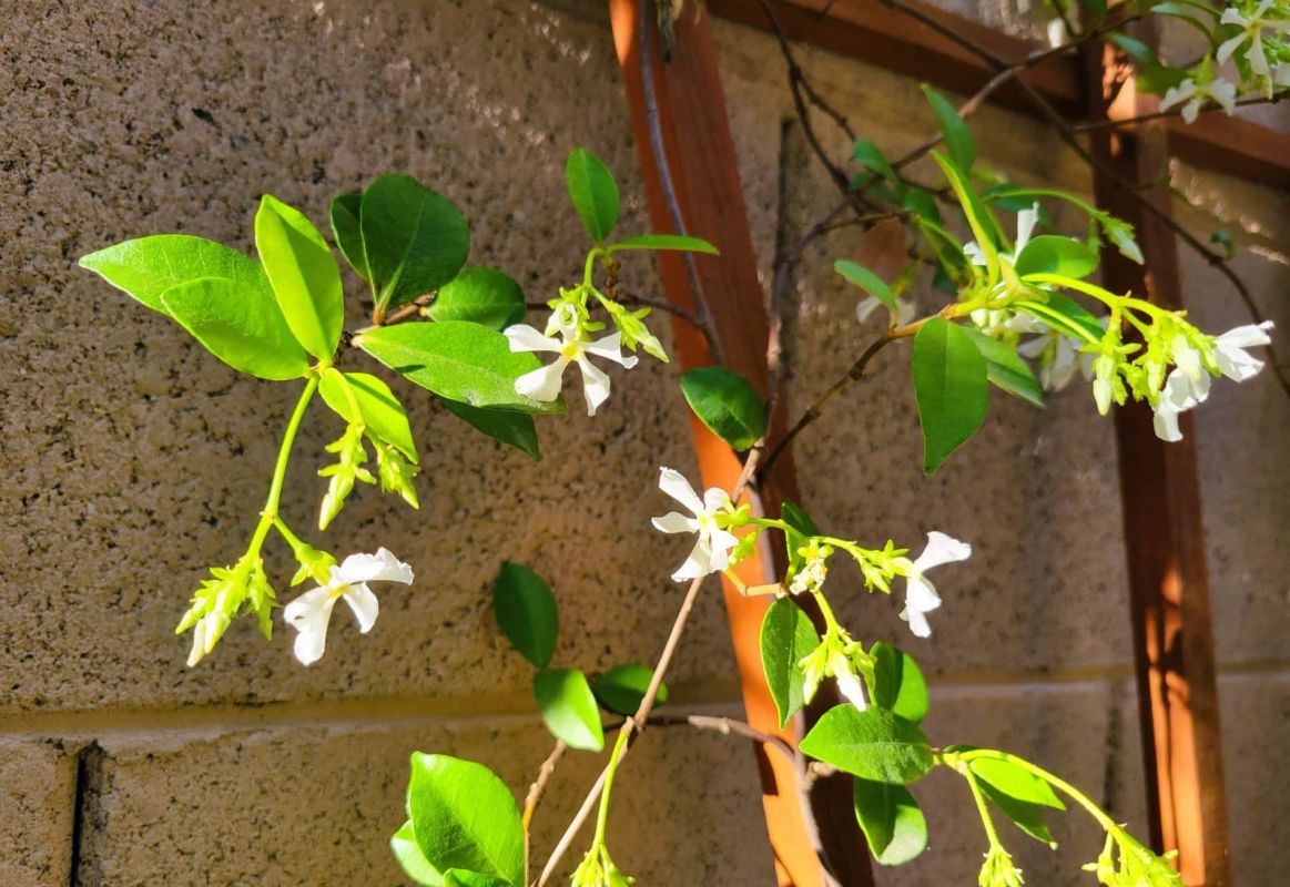 Secrets d'une taille réussie pour un jasmin fleuri