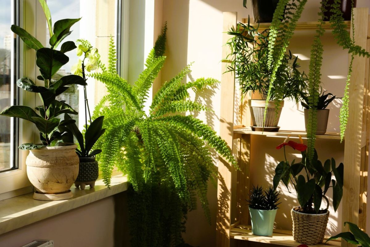 Déjouez les pièges de l'emplacement pour vos plantes d'intérieur