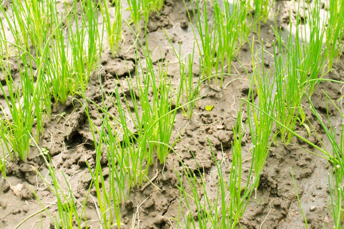 Les secrets pour un succès garanti dans le semis de poireaux