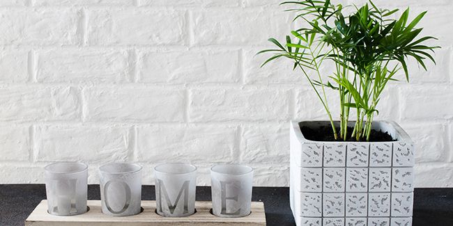 Le palmier nain (Chamaedorea elegans), palmier d’appartement