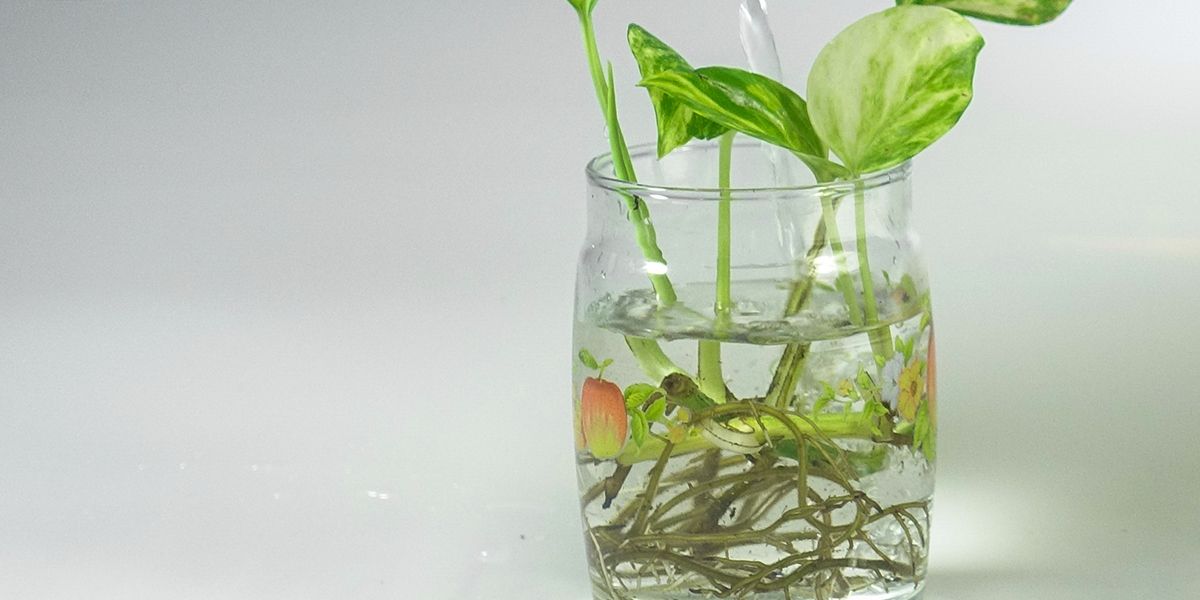 Multiplier vos plantes avec simplicité grâce à la bouture en eau