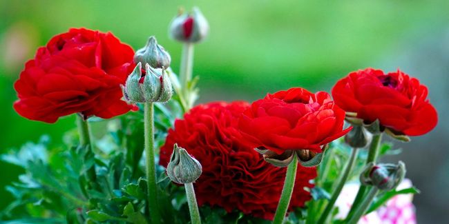 Les fleurs rouges qui illuminent votre jardin