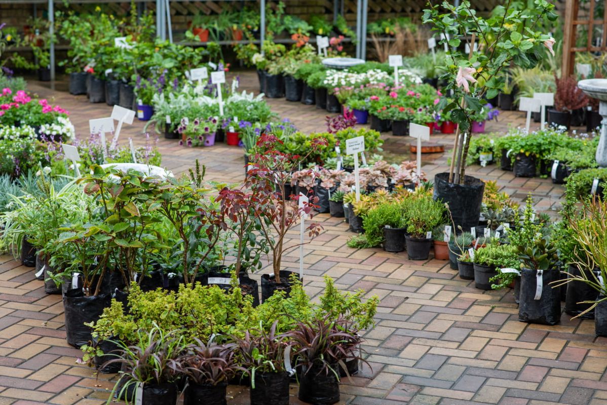 l'arbre idéal pour embellir votre intérieur sans effort