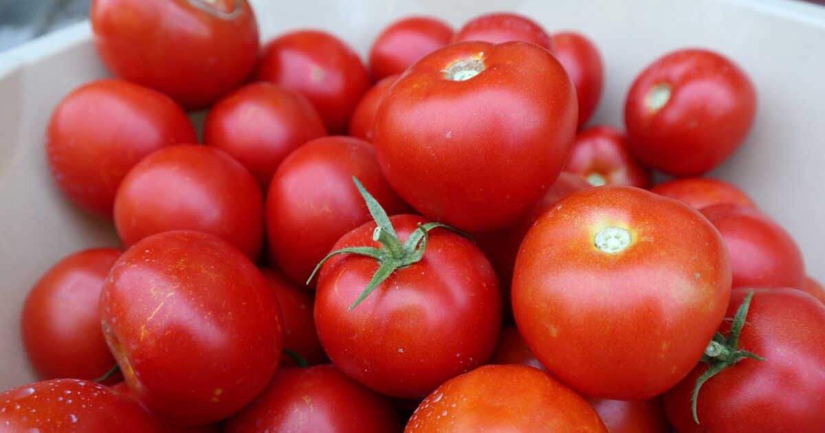 Transformez vos surplus de tomates en délices : 5 recettes à découvrir