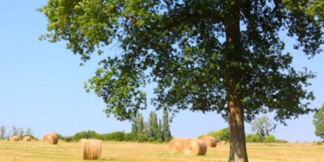 L'orme champêtre : un trésor de la nature en danger en Europe