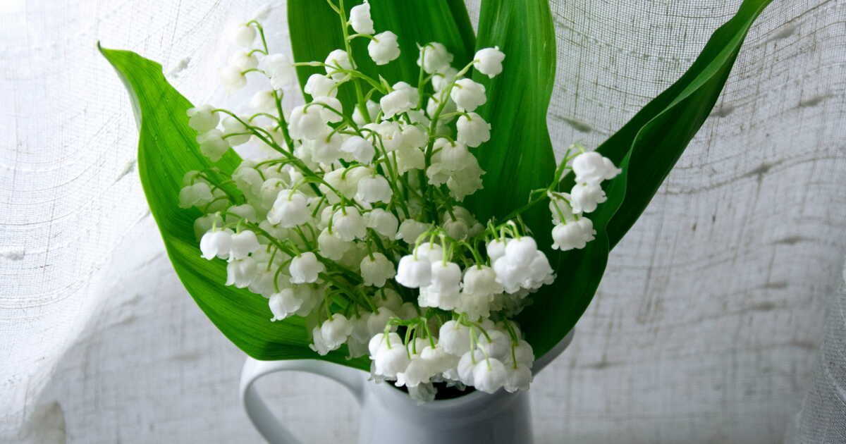 L'histoire fascinante du muguet du 1er mai et sa signification