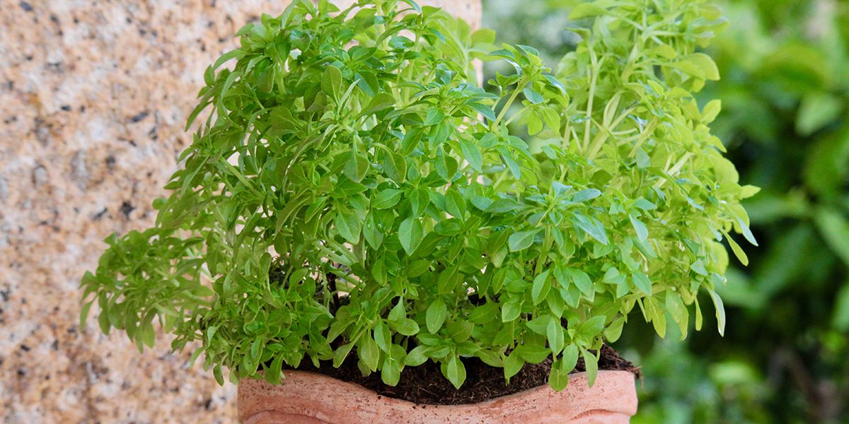 Le basilic : un voyage au cœur des saveurs du Sud