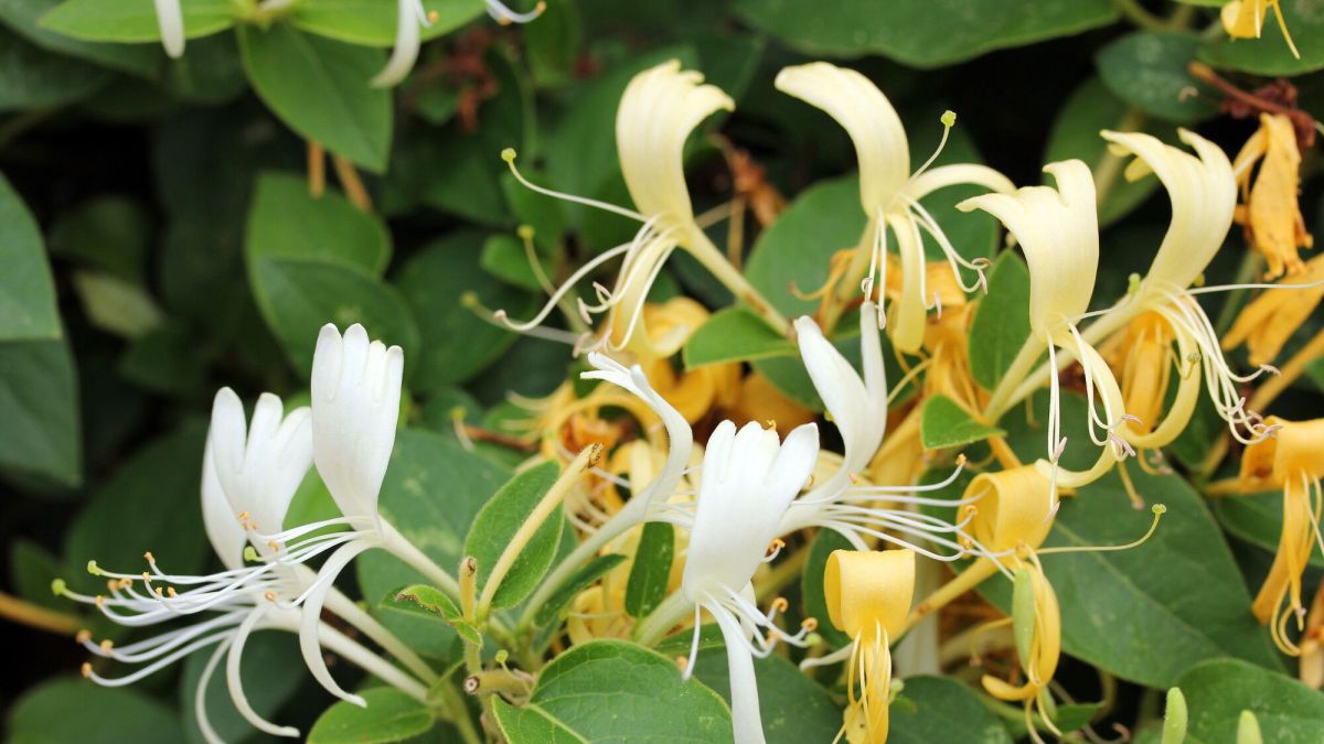 Comment sauver votre chèvrefeuille en pot ? Les astuces à connaître