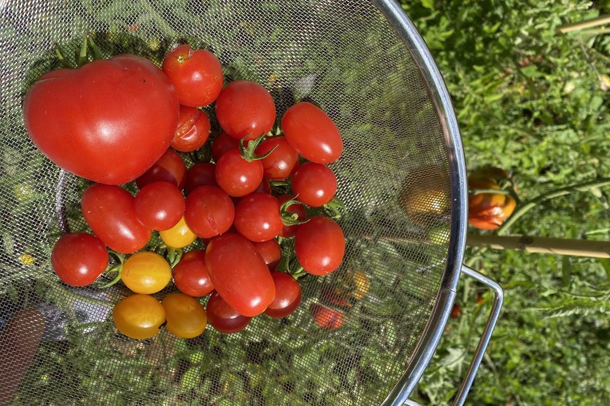 Les secrets pour conserver vos tomates toute l'année