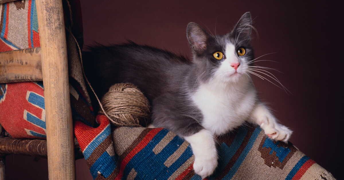 Le jacquard : une technique d'exception dans le tricot