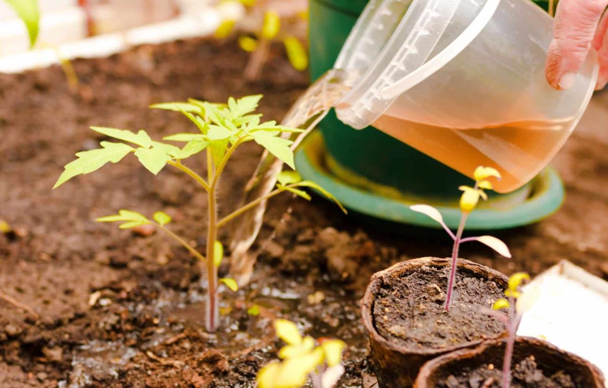 un engrais naturel oublié qui booste la récolte de tomates