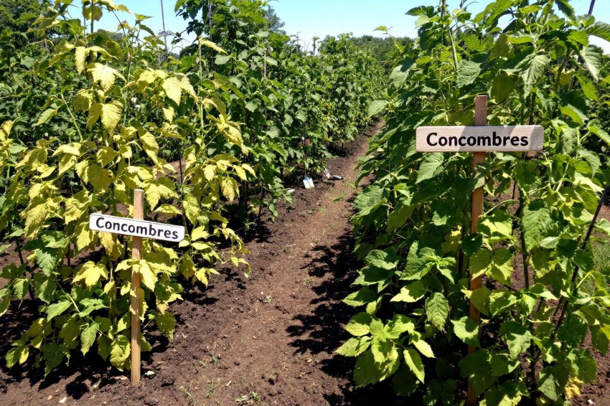 éviter cette erreur pour des tomates et concombres en pleine forme cet été