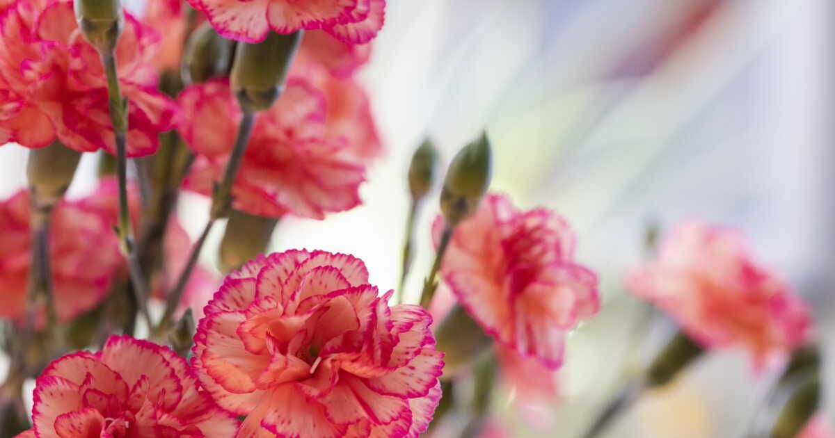 Les secrets pour cultiver des œillets à succès