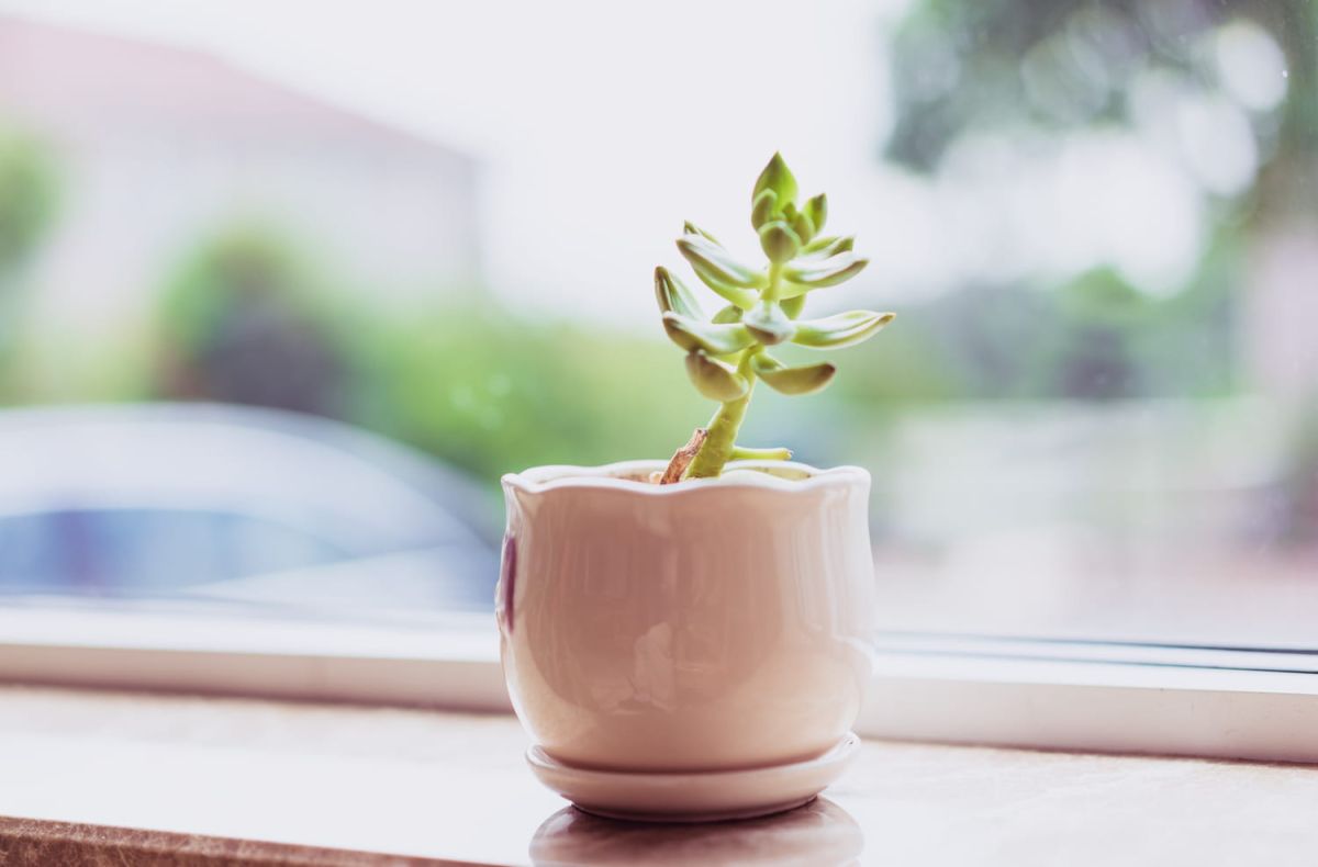 Quand votre plante penche : décryptage et solutions efficaces