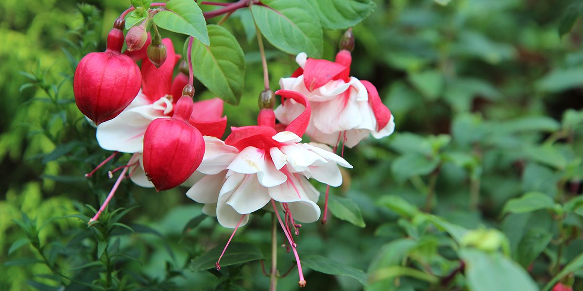 Fuchsia : un guide complet pour réussir votre jardin