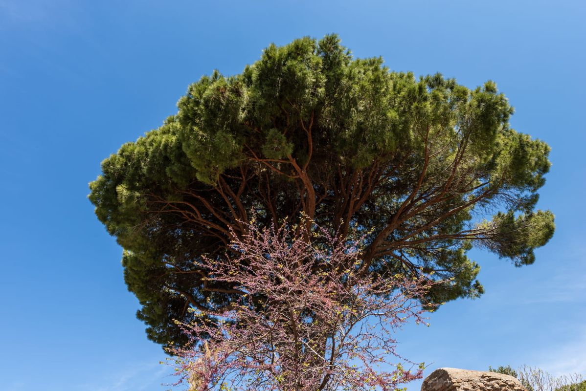 Pin maritime : plantation, conseils d'entretien, durée de vie