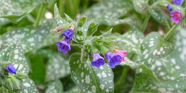 La pulmonaire : une plante aux multiples atouts