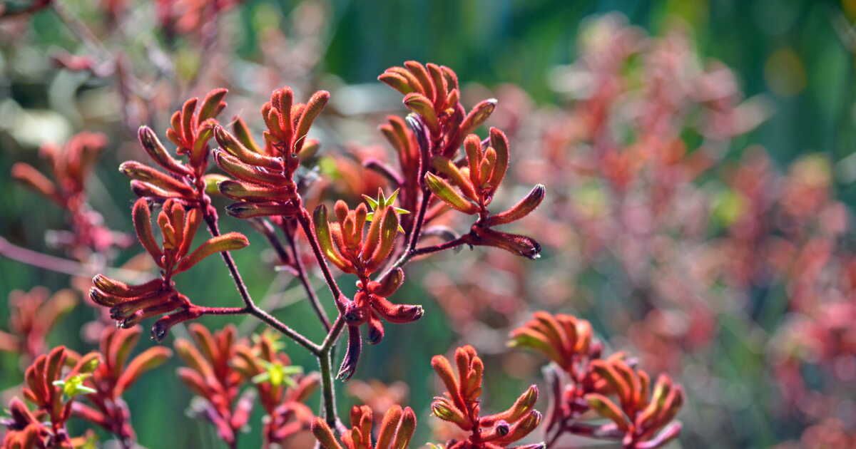 découvrez quatre plantes étonnantes pour un jardin hors du commun