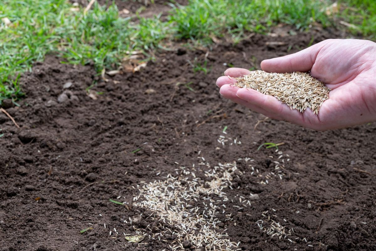 Démarrer la culture du gazon : conseils pour une pelouse parfaite