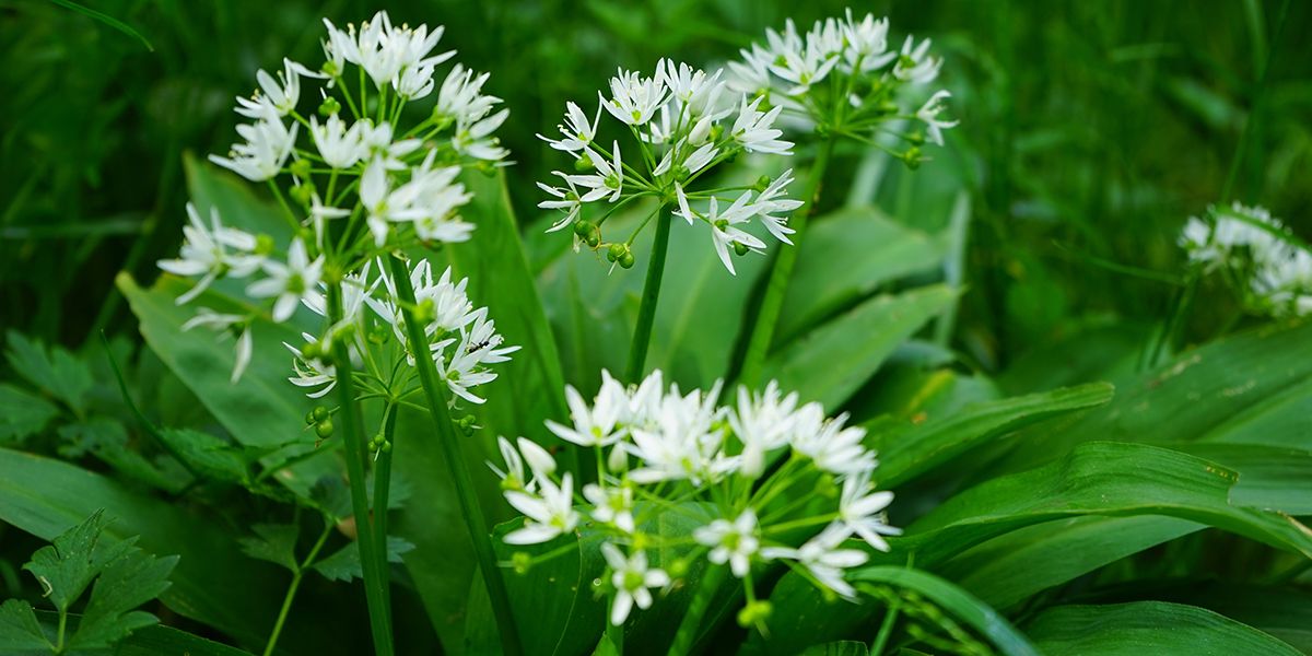 Découvrez l'ail des ours : un trésor culinaire et bienfaiteur