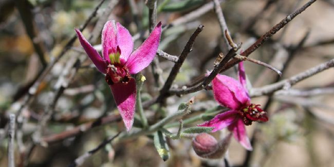 Ratanhia : la racine aux mille vertus pour votre bouche