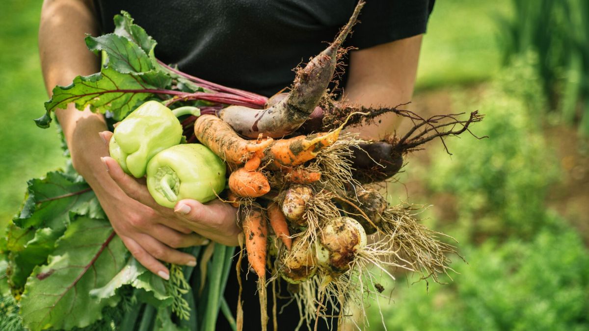 Créer un potager dans le Sud-Ouest : conseils pratiques pour un sol sablonneux