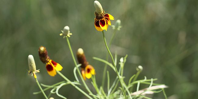 Chapeau mexicain : la plante robuste qui brave la sécheresse