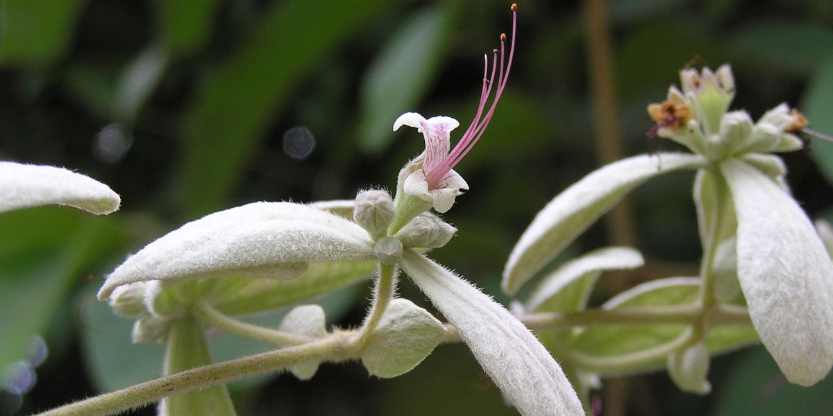 Découvrez la pluie d'orchidées, une liane fascinante mais méconnue