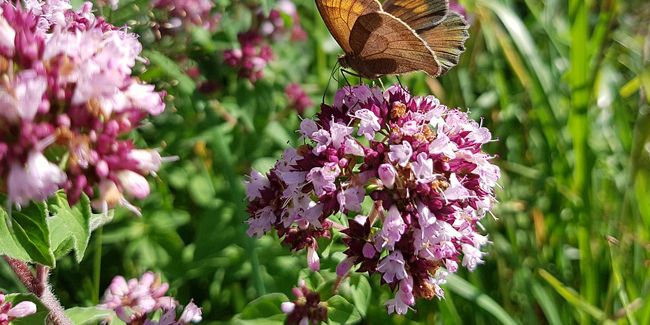 Origan (Origanum vulgare) : un bijou aromatique