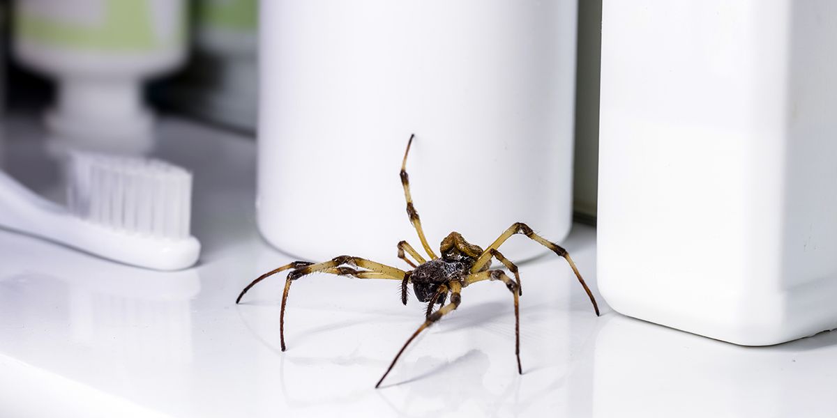 découvrez 10 répulsifs naturels pour éloigner les araignées de votre foyer