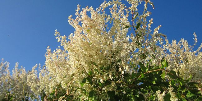 la renouée grimpante, une beauté sauvage à adopter dans votre jardin