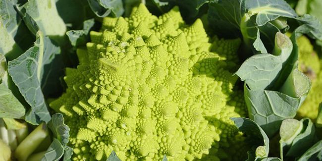 Chou romanesco : un trésor culinaire venu d'Italie