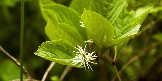 Chloranthus : la vivace parfaite pour l'ombre fraîche de votre jardin