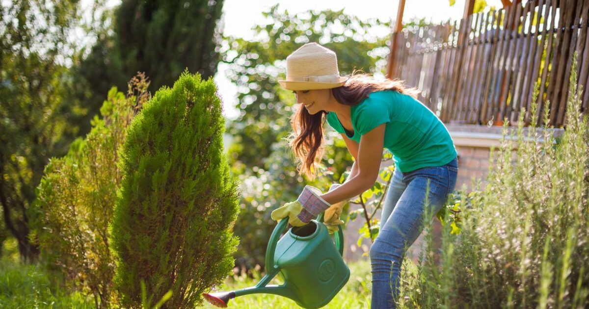 Optimisez l'arrosage de vos plantes avec ces astuces simples