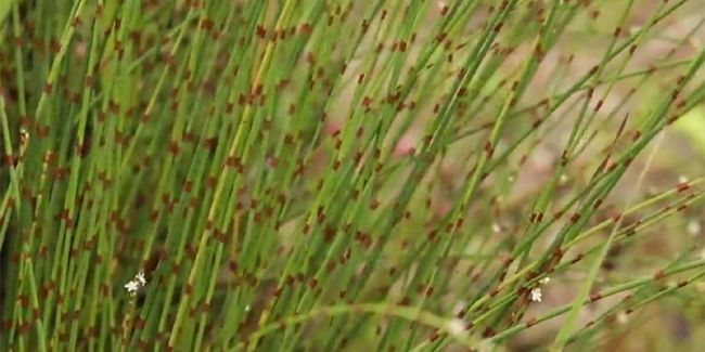 Renouée à balais (Persicaria scoparium), une plante fascinante