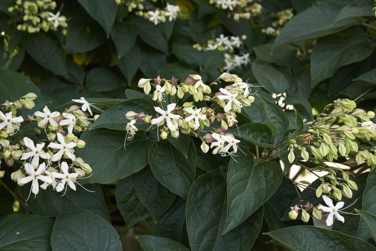 Le clérodendron : un arbuste remarquable pour attirer les papillons et embellir votre jardin
