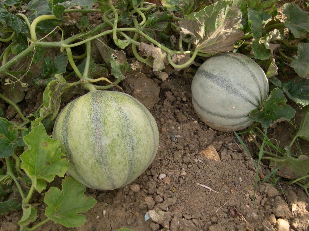Melon : plantation, semis, combien de melons par pied