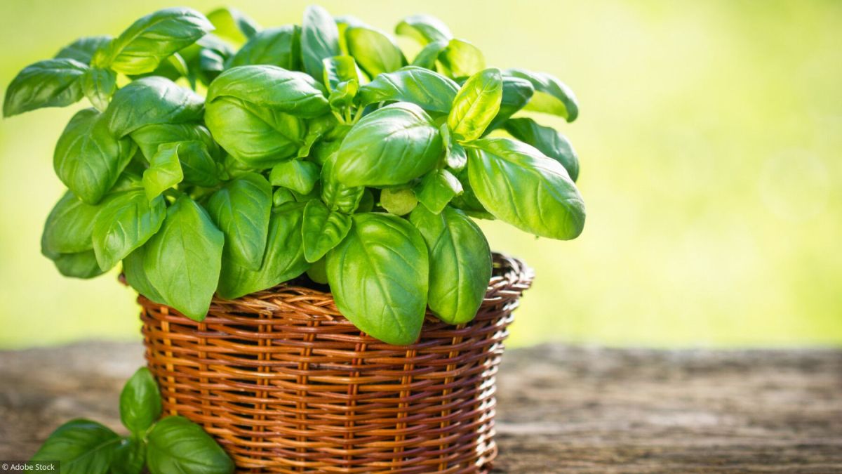 Cultiver le basilic : guide pour une récolte réussie