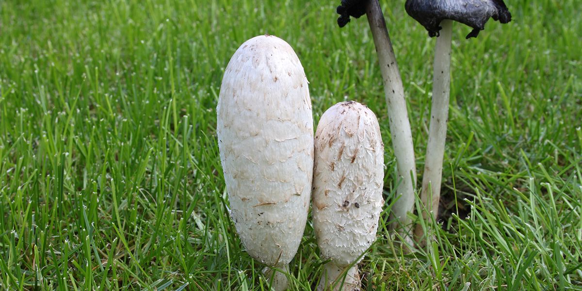 À la découverte du coprin chevelu : un délice éphémère à savourer