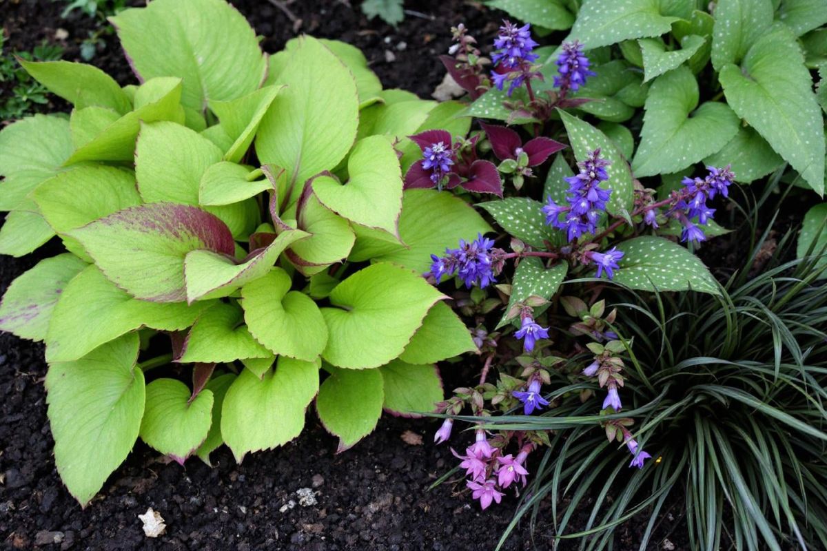 Végétaliser les coins ombragés : 4 plantes incontournables pour un jardin luxuriant