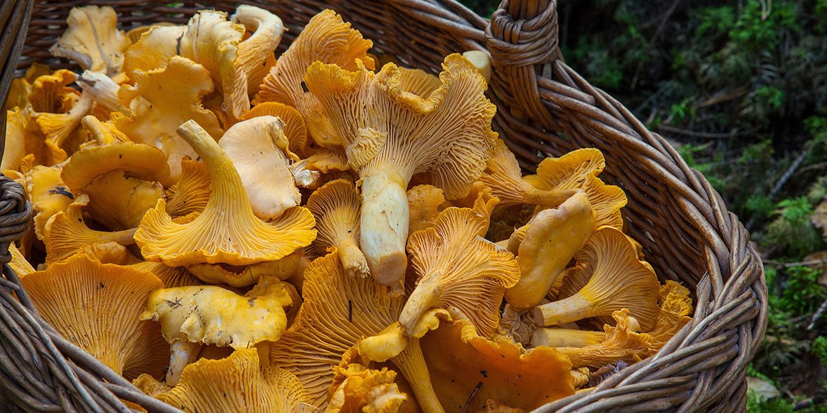 Cueillette de champignons : ce que dit la loi sur leur vente