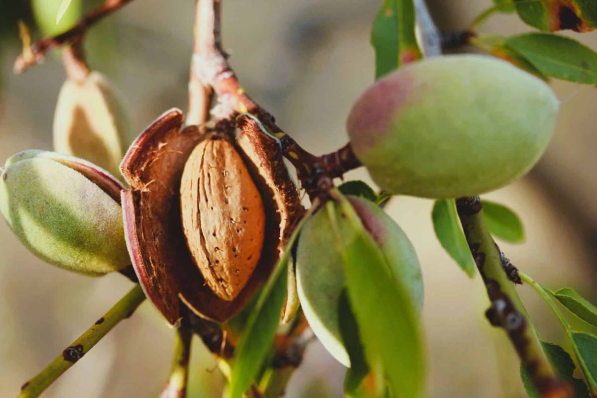Pourquoi un traitement préventif en janvier est essentiel pour votre amandier
