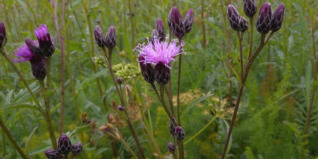 La serratule des teinturiers : un trésor de couleur dans nos jardins