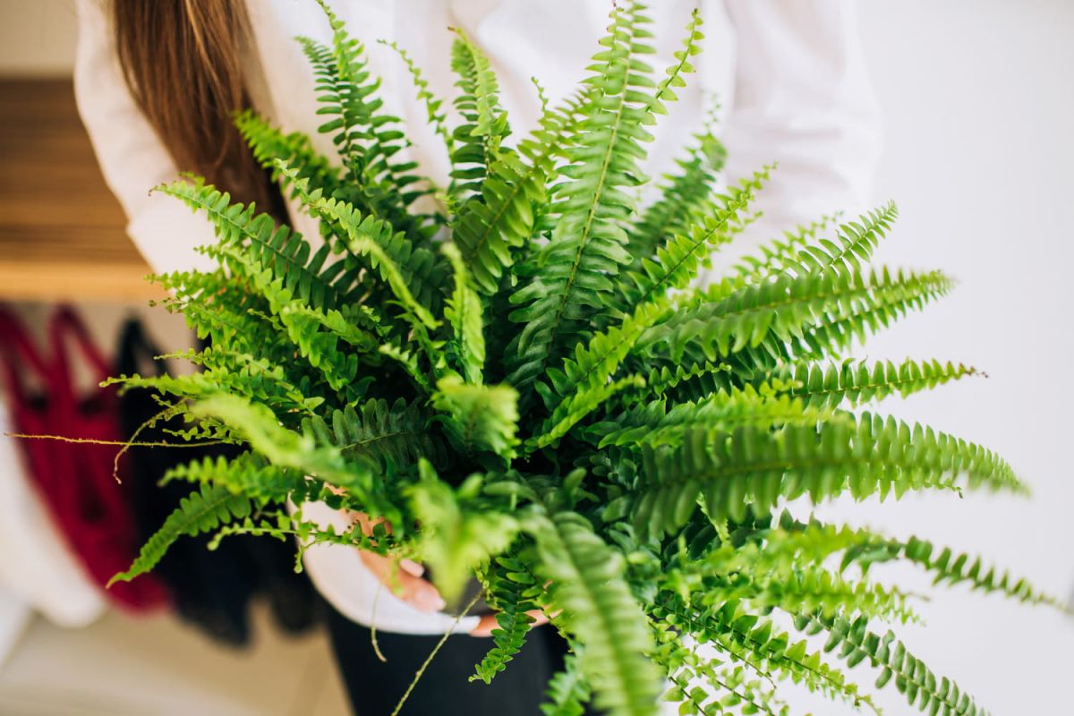 Fougère de Boston : guide complet pour une plante d'intérieur épanouie