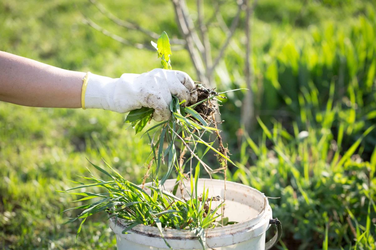 Les mauvaises herbes, alliées insoupçonnées de votre potager